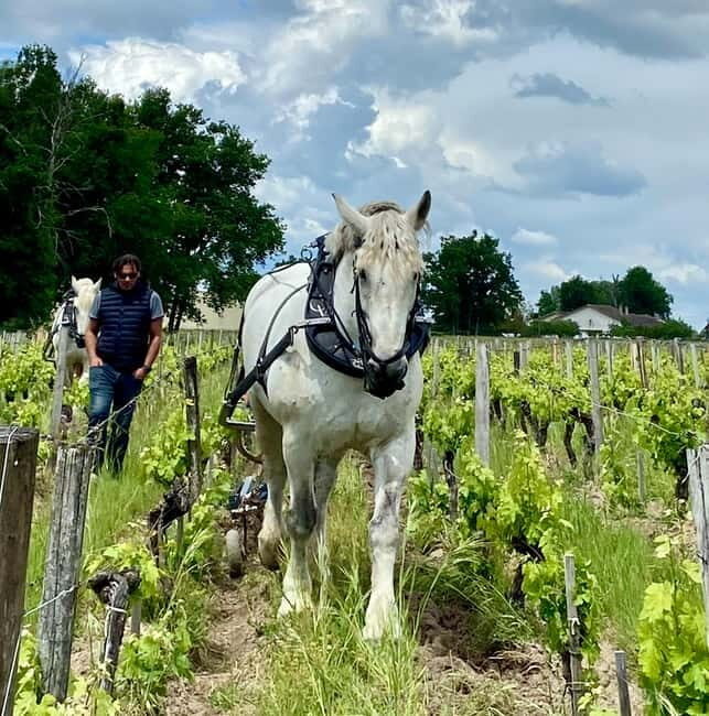Exploration Oenologique au Château Labrie St Emilion GC - A Close Look at What the Tour Offers