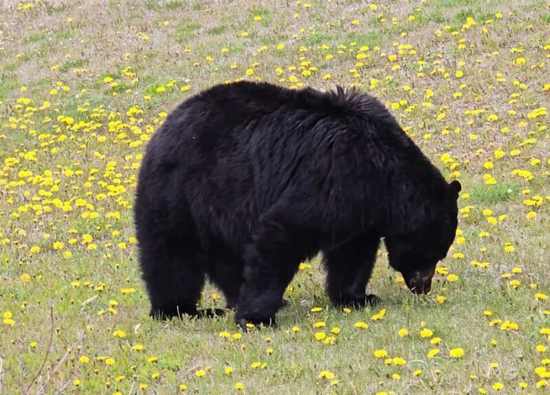 Explore 9 Spots: Private Customizable Banff Icefield Tour - Final Thoughts
