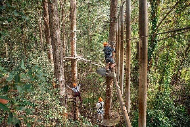 Explore Ourimbah State Forest Tree Ropes Course - The Experience: What to Expect from the Tree Ropes Course