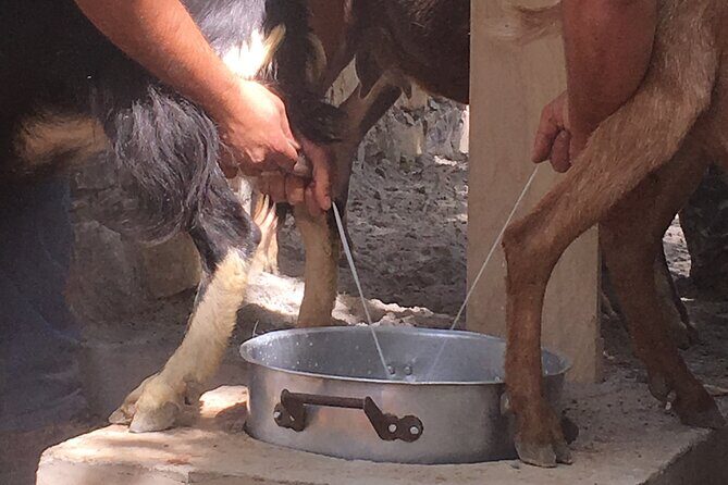 Explore Shepherds Hut and Cheese Making Process - What Travelers Say