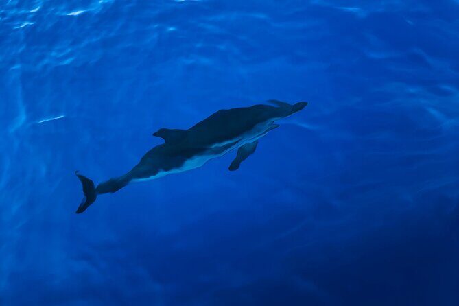 Explore the Beautifull seaside of Formentera. Incl cava, drinks, snacks, .. - Water Activities and Included Amenities