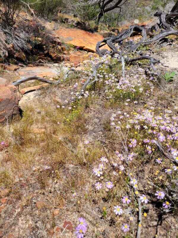 Explore the Hidden Gorges: Kalbarri N.P, 4WD, Hike, Canoe - Pricing and Value