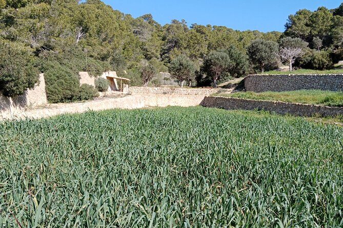 Explore the island of Dragonera by kayak and on foot - Returning to Sant Elm