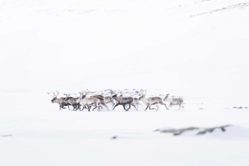 Explore the Norwegian Fjords and the Wildlife from Abisko. - Practical Details and Considerations