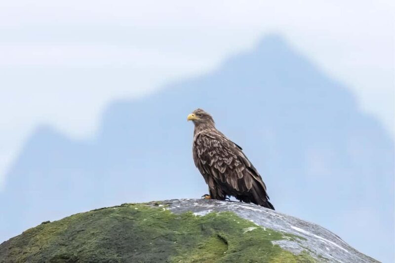 Explore the Norwegian Fjords and the Wildlife from Abisko. - FAQs