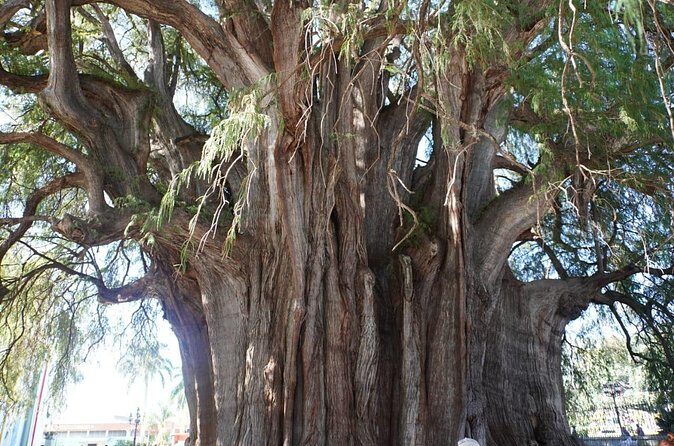 Explore the Prehispanic Roots of Oaxaca - The Sum Up