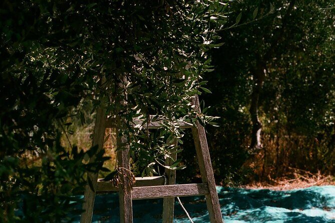 Explore the Secrets of Wine and Olives - An In-Depth Look at the Itinerary