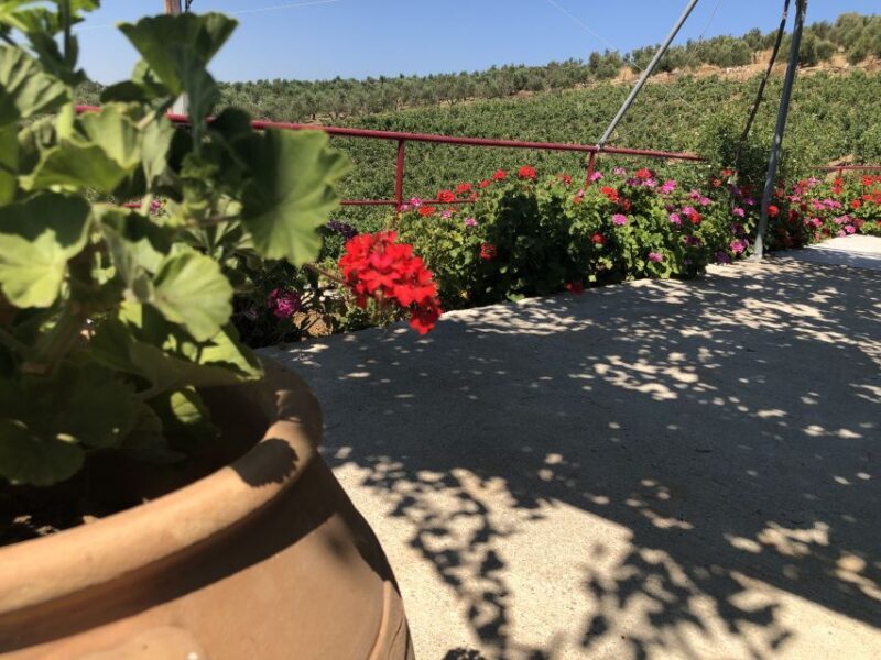 Explore the Secrets of Wine and Olives in Rethymno - Key Points