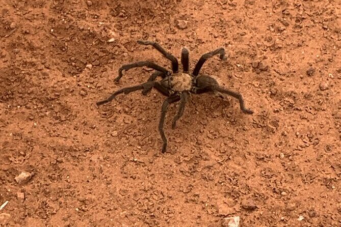 Explore Zion National Park & Beyond on a Private Jeep Adventure - Who Should Consider This Tour?