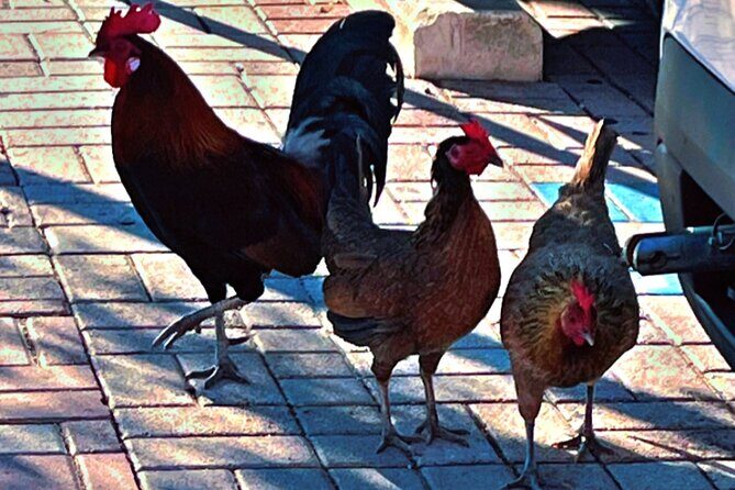 Exploring and Walking Food Tour of Cayo Hueso - Who Should Consider This Tour?