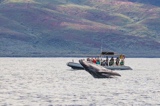 Eye-Level Whale or Dolphin Watching Eco-Raft Tour from Lahaina - Key Points