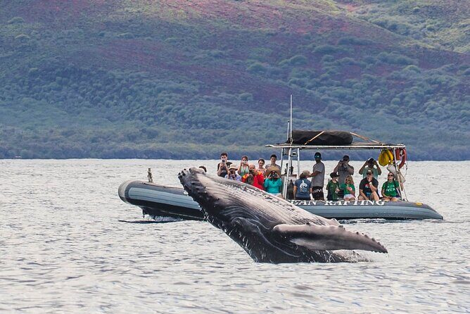 Eye-Level Whale or Dolphin Watching Eco-Raft Tour from Lahaina - The Itinerary in Detail