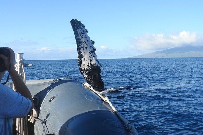 Eye-Level Whale or Dolphin Watching Eco-Raft Tour from Lahaina - Possible Drawbacks and Considerations