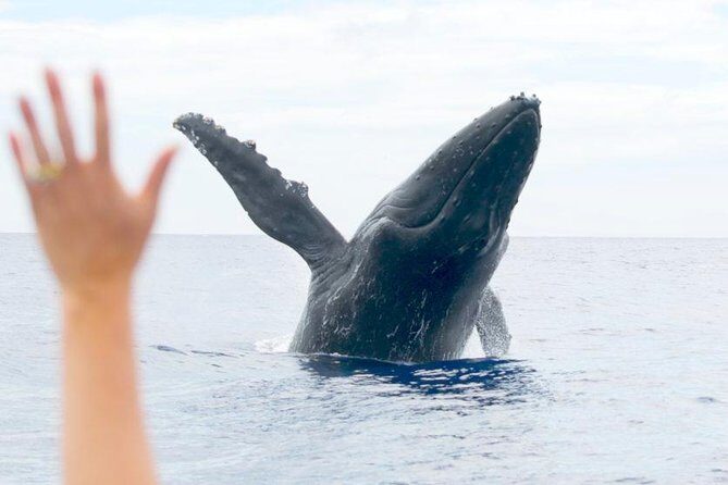 Eye-Level Whale or Dolphin Watching Eco-Raft Tour from Lahaina - Who Should Book This Tour?