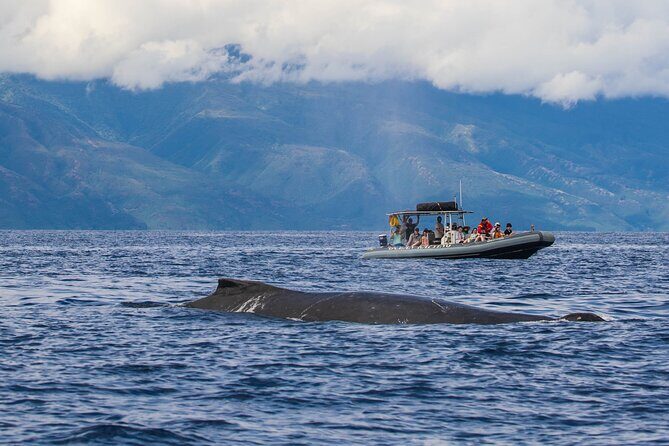 Eye-Level Whale or Dolphin Watching Eco-Raft Tour from Lahaina - FAQ