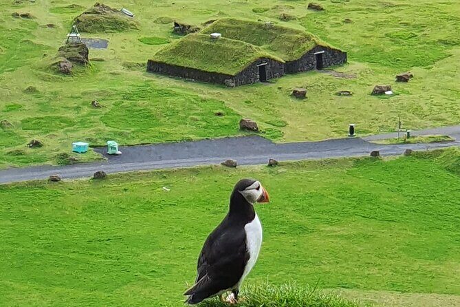 Eyjascooter Puffin Tour in Iceland - Experience Review: Eyjascooter Puffin Tour on Heimaey Island