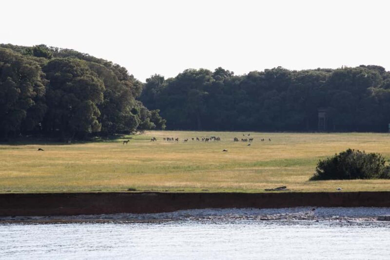 FAANA: PANORAMA NP BRIJUNI AND ISLAND SWIMMING STOP - Final Thoughts