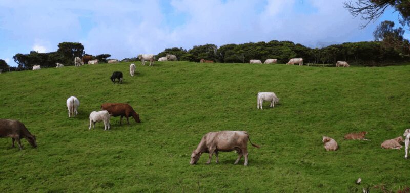 Faial Island: Personalized tour with Pic Nic - Exploring Faial Island with a Personal Touch