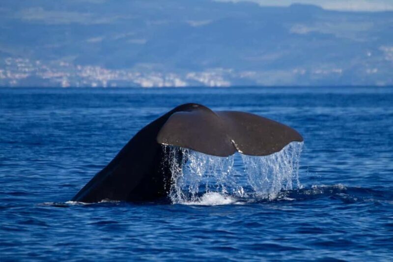 Faial Island: Whale & Dolphin Watching from Horta - Setting Out from Horta Marina