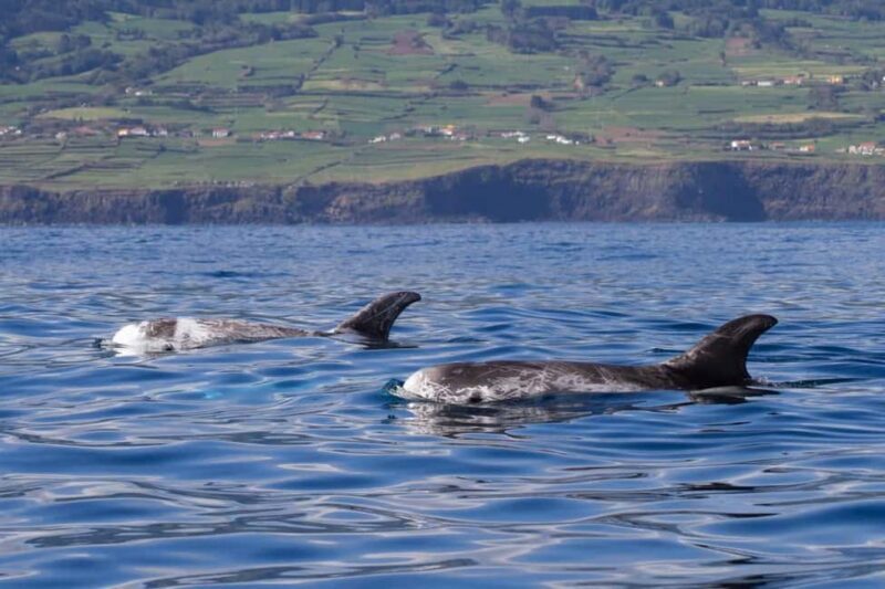 Faial Island: Whale & Dolphin Watching from Horta - The Experience in Detail