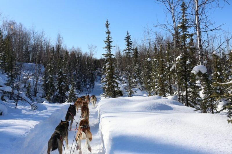 Fairbanks: 1-Hour Alaskan Winter Dog Sledding Adventure - What to Expect from the Tour