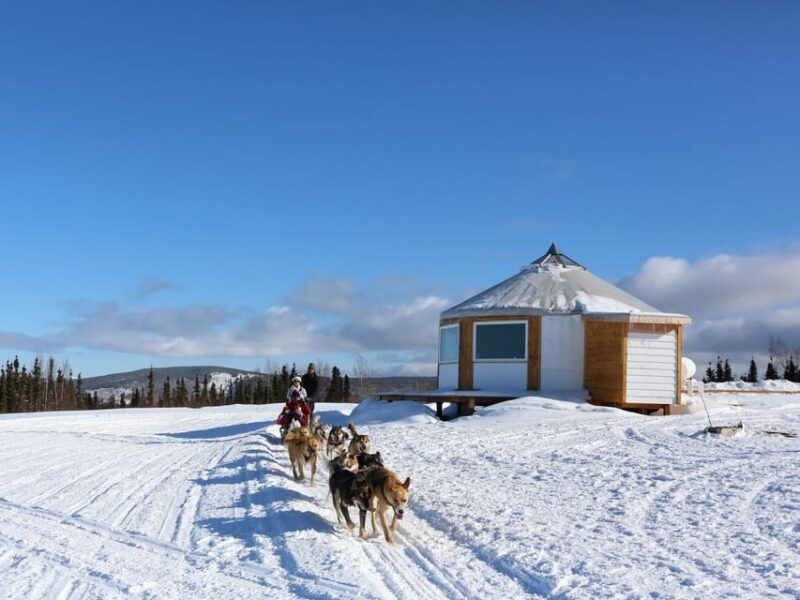 Fairbanks: 1-Hour Alaskan Winter Dog Sledding Adventure - The Experience and Atmosphere