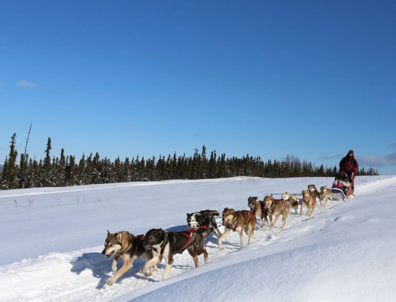 Fairbanks: 1-Hour Alaskan Winter Dog Sledding Adventure - Who Will Love This Tour?