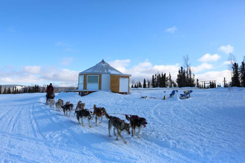 Fairbanks: 1-Hour Alaskan Winter Dog Sledding Adventure - Final Thoughts