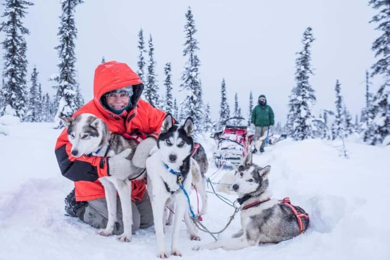 Fairbanks, AK: Half Day "Drive your Own Dog Team" Tour - Fairbanks, AK: Half Day "Drive your Own Dog Team" Tour