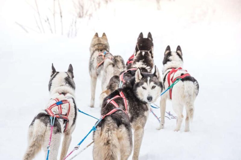 Fairbanks, AK: Half Day "Drive your Own Dog Team" Tour - The Experience of Mushing