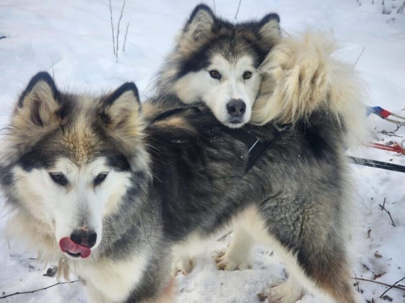 Fairbanks: Alaskan Summer Sled Dog Adventure - What is the Fairbanks Summer Sled Dog Adventure?