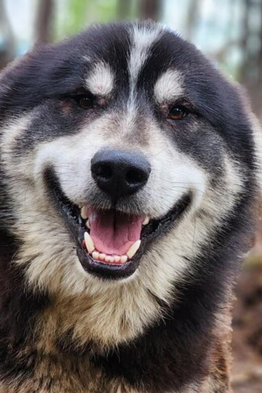 Fairbanks: Alaskan Summer Sled Dog Adventure - The Value and Cost