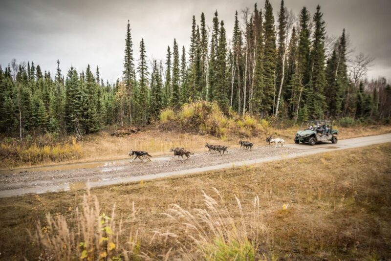 Fairbanks: Dog Mushing through Fall Landscapes on a UTV - Final Thoughts