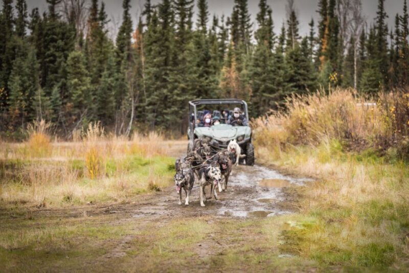 Fairbanks: Dog Mushing through Fall Landscapes on a UTV - FAQ