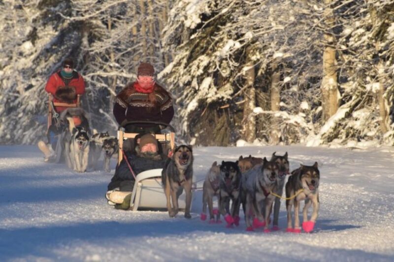 Fairbanks: Dog Sledding and Mushing Experience - How This Tour Compares to Others