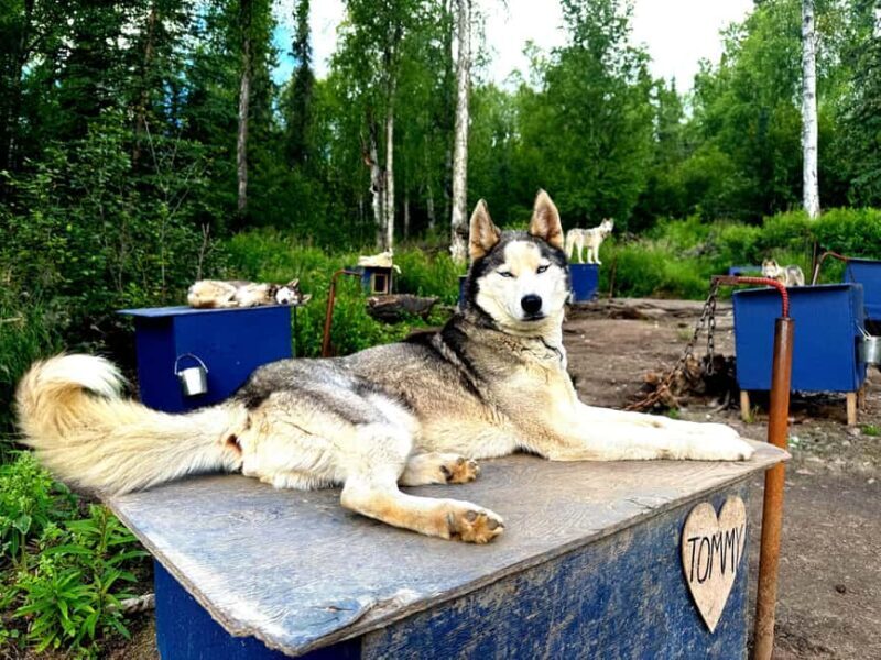 Fairbanks: Husky Hiking Tour - Key Points