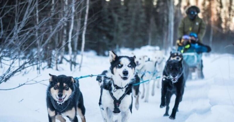 Fairbanks: Private Mush on the Historic Yukon Quest Trail - Key Points