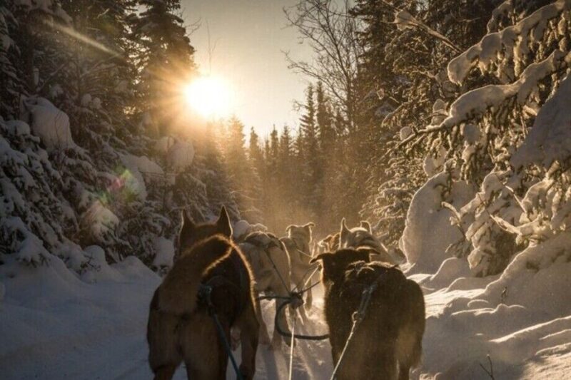 Fairbanks: Private Mush on the Historic Yukon Quest Trail - What to Expect During the Tour