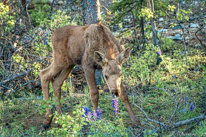 Fairbanks Private Photography Workshop - Analyzing the Value