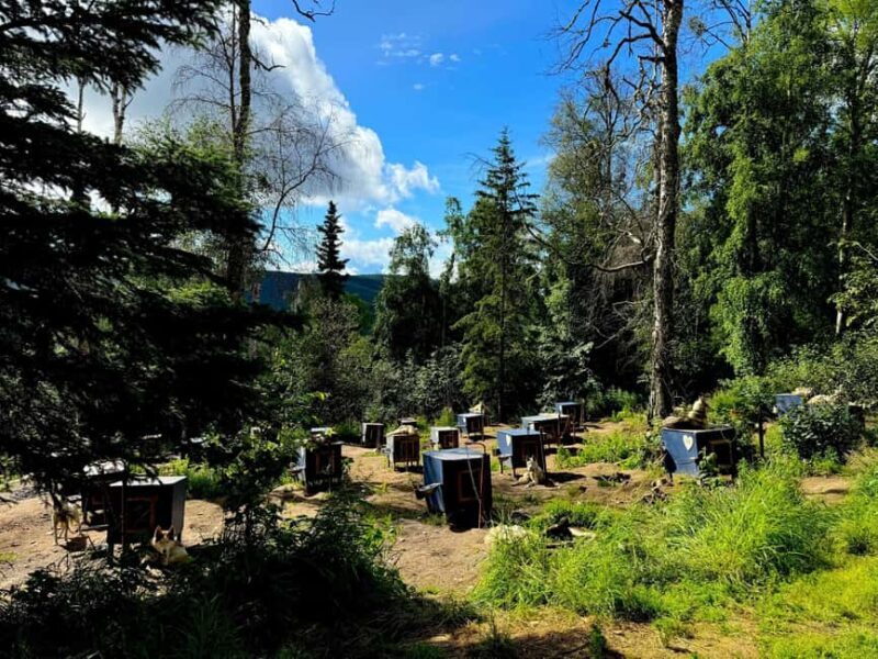 Fairbanks: Siberian Husky Kennel Tour - What to Expect from the Siberian Husky Kennel Tour