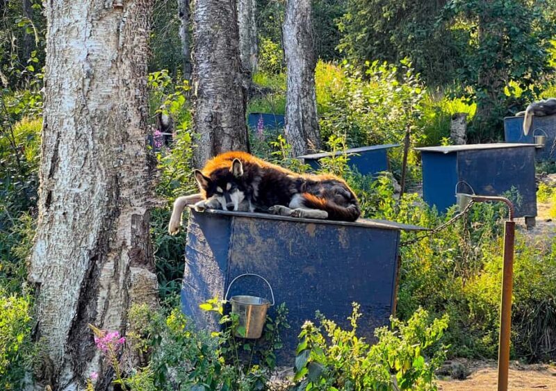 Fairbanks: Siberian Husky Kennel Tour - Is It Worth the Price?