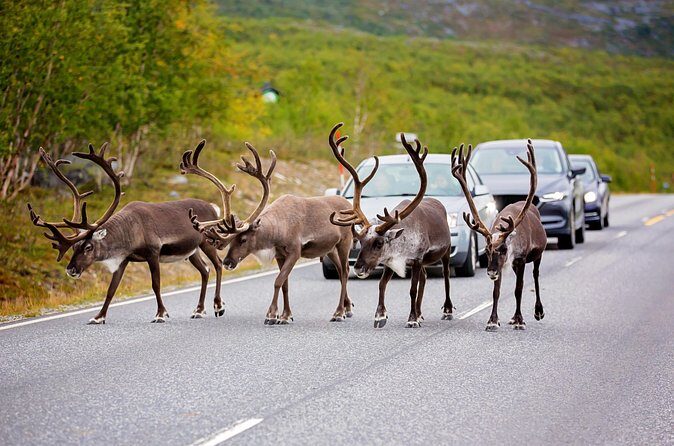 Fairbanks to Denali  Scenic Private Shuttle Transfer - Final Thoughts