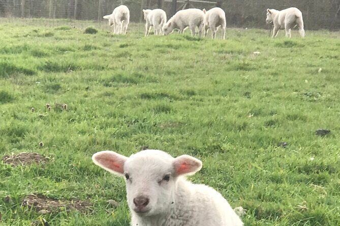 Faithful Hands Farm Tour - Key Points