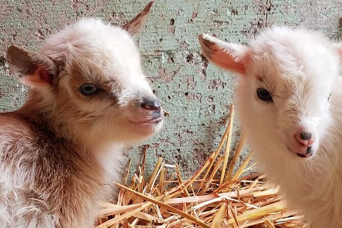 Faithful Hands Farm Tour - In-Depth Look at the Faithful Hands Farm Tour