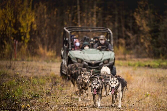 Fall Aurora Mushing Cart Ride Bucket List Adventure - What Is the Fall Aurora Mushing Cart Ride?