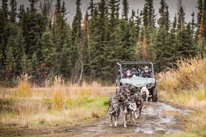 Fall Aurora Mushing Cart Ride Bucket List Adventure - Authenticity and Guides: Why They Matter