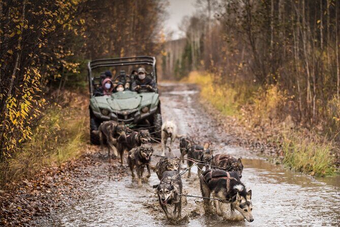 Fall Aurora Mushing Cart Ride Bucket List Adventure - The Viewing Experience: Nature’s Lottery