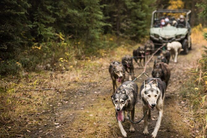 Fall Aurora Mushing Cart Ride Bucket List Adventure - Who Is This Tour Best For?