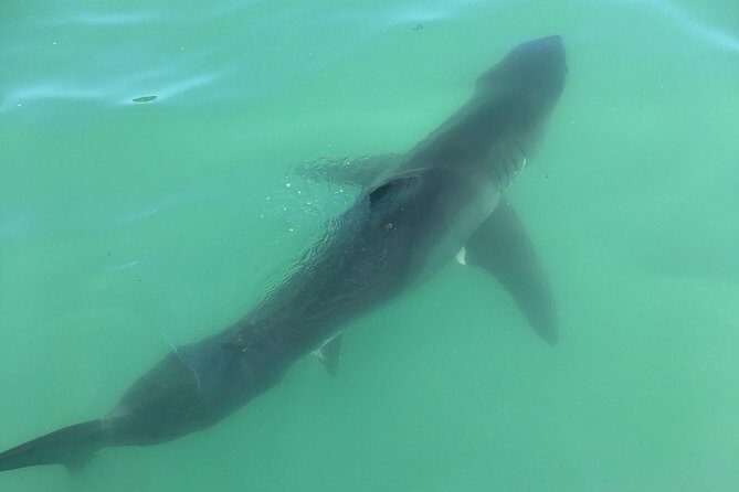 Family and Private Group Whale and Dolphin Watching - The Itinerary: What to Expect