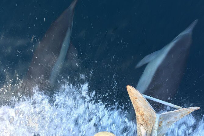 Family and Private Group Whale and Dolphin Watching - Final Thoughts